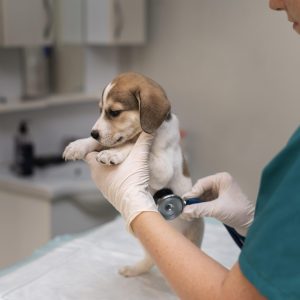 Curso de Auxiliar de Clínica Veterinária